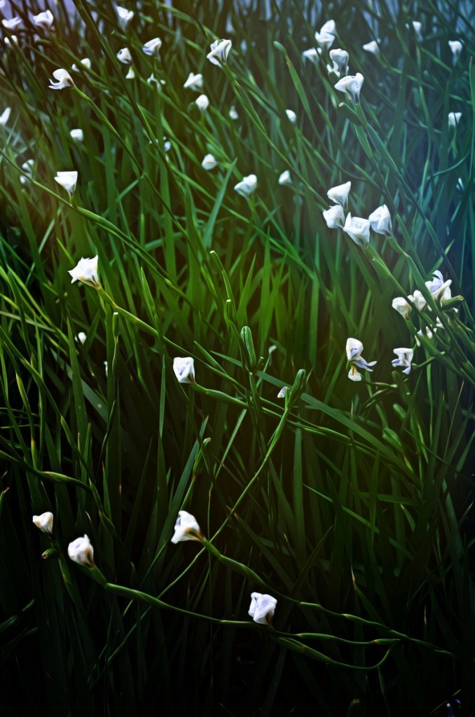 Autor: Andreu Tusquets.