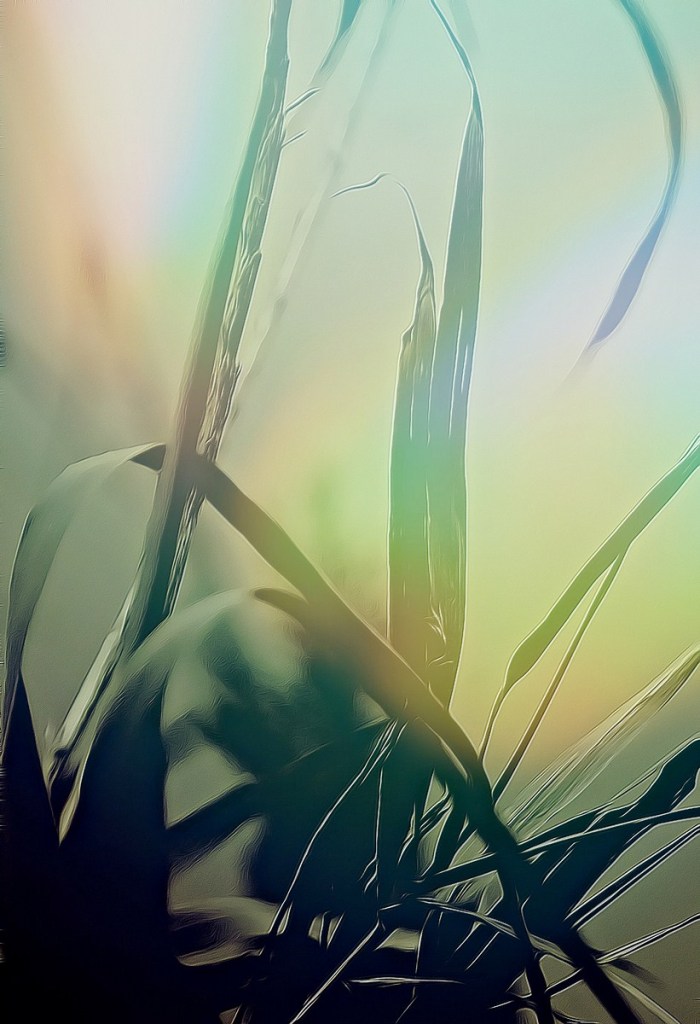 Autor: Andreu Tusquets.